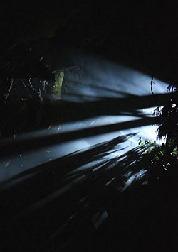Out Of The Forest